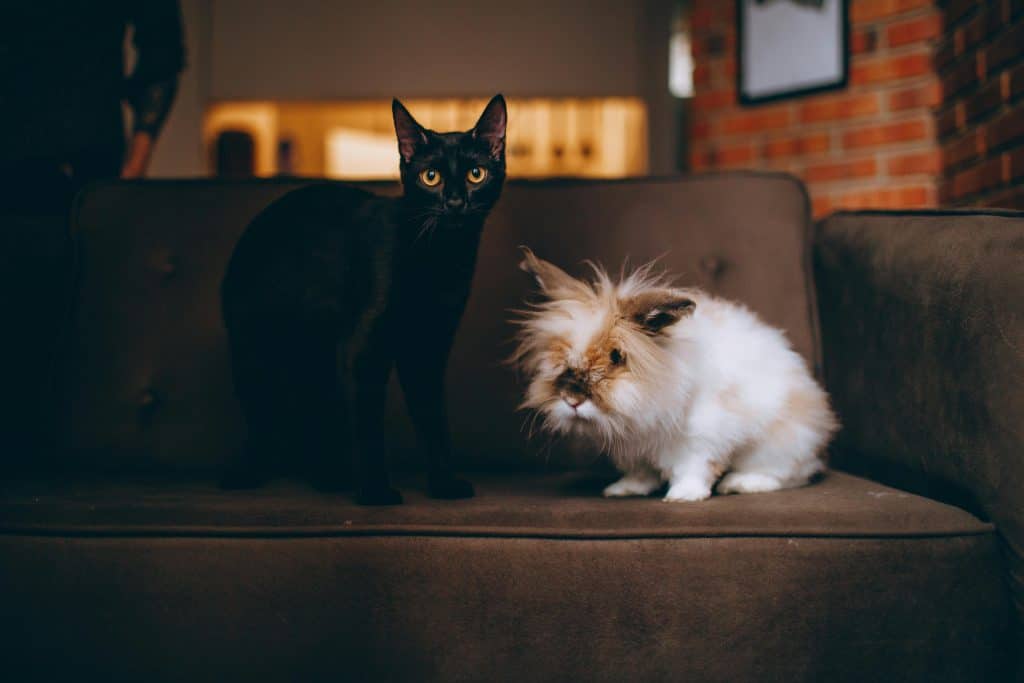 Rabbit and Cat on Sofa